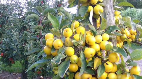 Apple orchard. Stock Footage 34487187