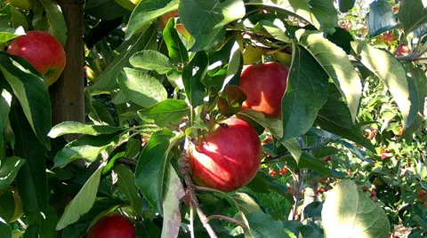 Apple orchard. Vídeo Stock 35291472