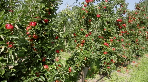 Apple orchard. Stock Footage 41604942