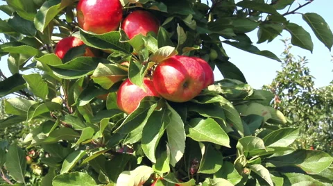 Apple orchard. Stock Footage 41605436