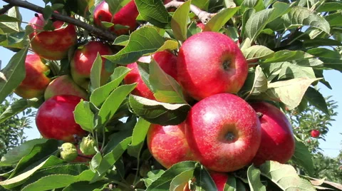 Apple orchard. Stock Footage 41605805