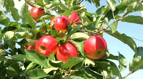 Apple orchard. Stock Footage 41793490