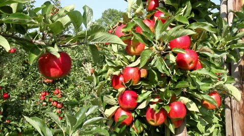 Apple orchard. Stock Footage 41793764