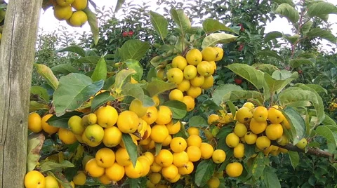 Apple orchard. Stock Footage 46860588