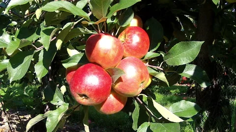 Apple orchard. Stock Footage 46861597