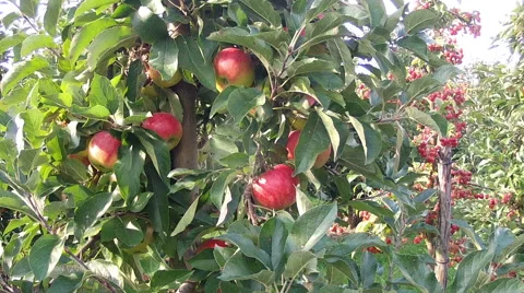 Apple orchard. Stock Footage 46862168