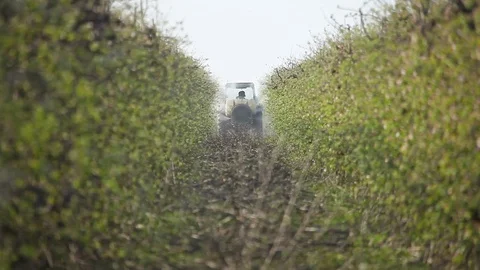 Apple orchard Stock Footage 74670189