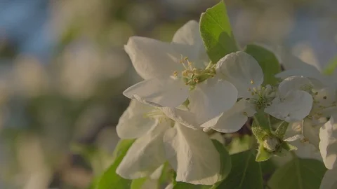 Apple orchard Stock Footage 89467367