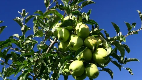 Apple Orchard Vídeo Stock 90865187