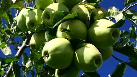 Apple Orchard Stock Footage 93800204