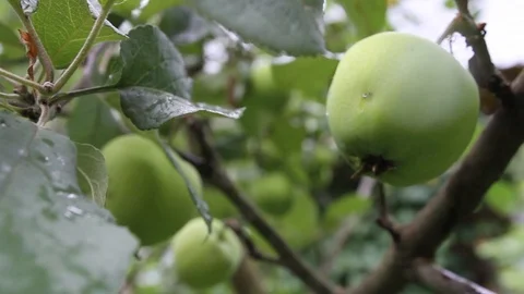 Apple orchard Stock Footage 95416098