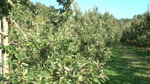 Apple orchard Vidéo 96402076
