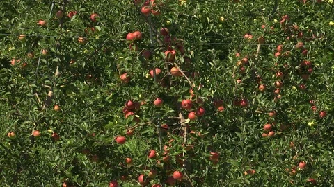Apple orchard Video stock 115540507