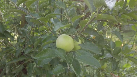 Apple orchard Stock Footage 118136810