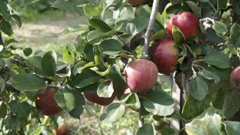 Apple in Orchard Stock Footage 144785319