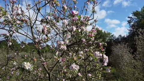 Apple orchard Vídeo Stock 153981772