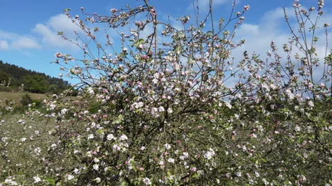 Apple orchard Stockbeeldmateriaal 153981927