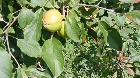 Apple orchard. Stock Footage 312684684