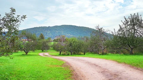 Apple orchard fruit rows trees panning on dirt road path through farm Stock Footage 169347083