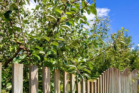 Apple orchard fruit tree branches lie on a fence of wooden boards. Stock Photos