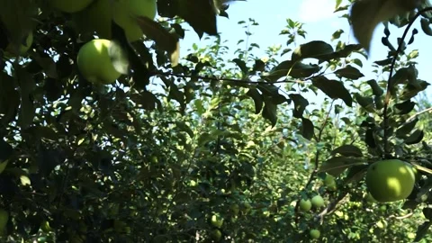 Apple Orchard Fruit Tree Green Apple Stock Footage 158354201