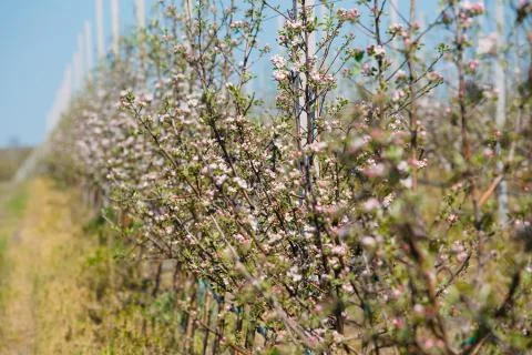 Apple orchard garden in springtime with rows of trees with blossom. Foto stock