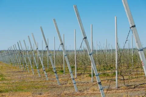 Apple orchard garden in springtime with rows of trees with blossom. Stock Photos