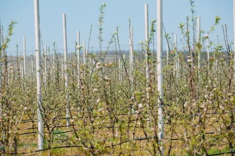 Apple orchard garden in springtime with rows of trees with blossom. Stock Photos