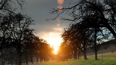 Apple Orchard HD 스톡 동영상 948099