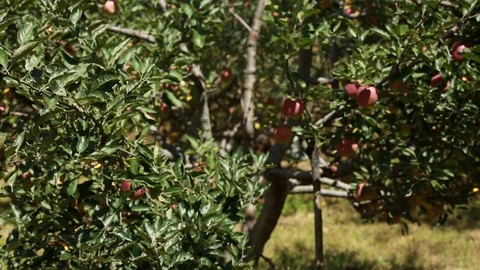 Apple Orchard in the Himalayas Stock Footage 108301051