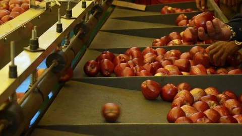 Apple Orchard in Himalayas Stock Footage 108302830