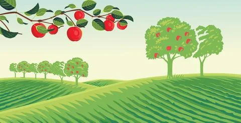 Apple orchard Stock Illustration