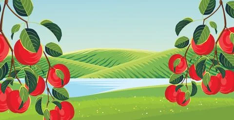 Apple orchard Stock Illustration