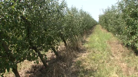 Apple orchard infected Stock Footage 41120456