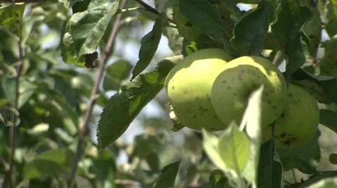 Apple orchard infected fruit close up Stock Footage 41120876