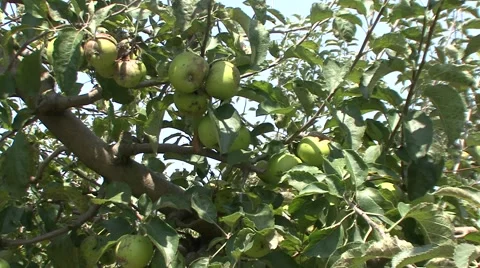 Apple orchard infected fruit Stock Footage 41120710