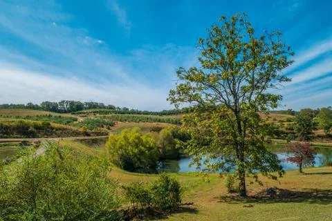 Apple orchard landscape Stock Photos