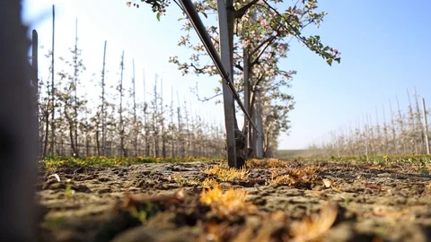 Apple orchard with modern system for irrigation and nets against hail. a drop of Видео 129421029