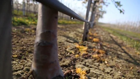 Apple orchard with modern system for irrigation and nets against hail. a drop of Stock-Footage 129421142