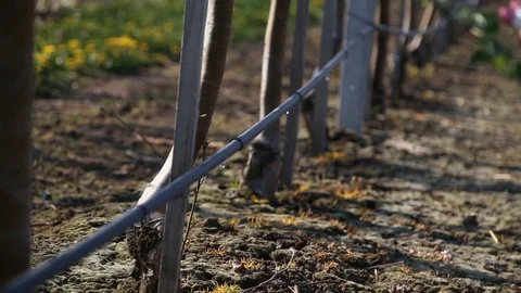 Apple orchard with modern system for irrigation and nets against hail. a drop of Stockbeeldmateriaal 129421162