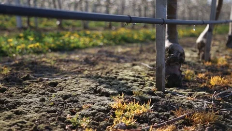 Apple orchard with modern system for irrigation and nets against hail. a drop of Видео 129421177