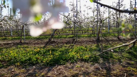 Apple orchard with modern system for irrigation and nets against hail. a drop of Stock-Footage 129421224