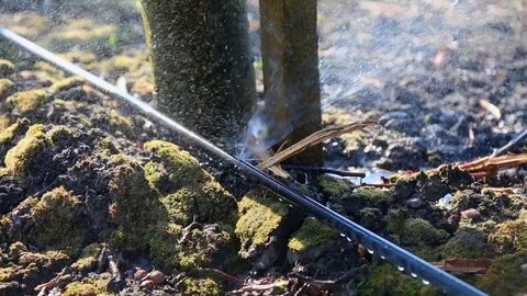 Apple orchard with modern system for irrigation and nets against hail. a drop of Stock-Footage 129421810