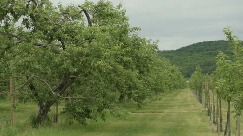 Apple orchard path view Stock Footage 246341401