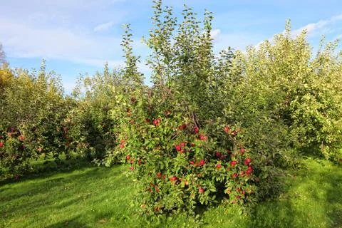 Apple orchard Stock Photos