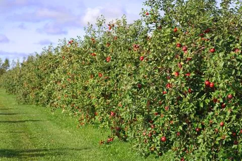 Apple orchard Stock Photos