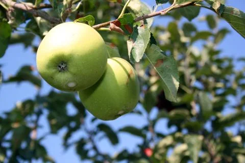 Apple orchard Stock Photos