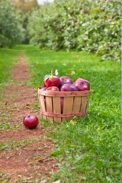 Apple orchard Stock Photos