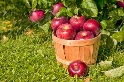 Apple orchard Stock Photos