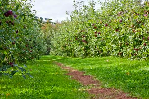 Apple orchard Stock Photos